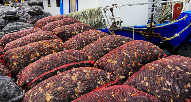 Moluscos incautados en Chiloé