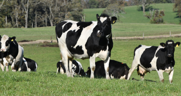 Nuevo caso de abigeato en Puyehue