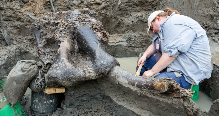 Un grupo de arqueólogos de la Universidad de Iowa anunció, a través de un comunicado, el descubrimiento del cráneo de un mastodonte que vivió en Norteamérica hace unos 13.600 años