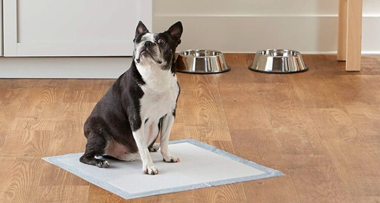 Los mejores consejos de un veterinario para que tu perro use sabanillas o alfombrillas para orinar y defecar dentro del hogar en días fríos o de lluvia.