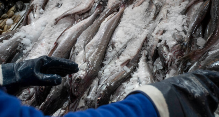 Comienzan fiscalizaciones por veda de merluza: extracción será prohibida en septiembre en Valparaíso