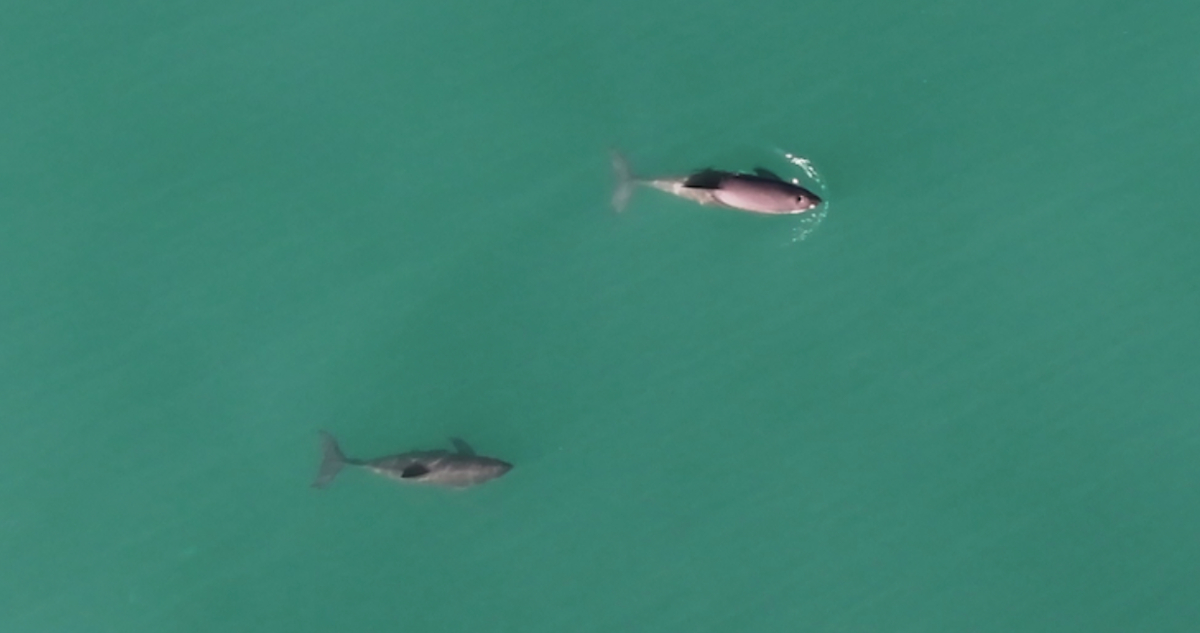La vaquita marina captada en vida silvestre