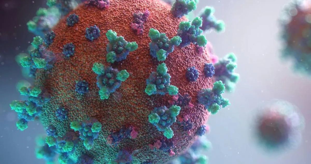Qué es el virus oropouche, cómo se contagia, cuáles son sus síntomas y cuál es su posible tratamiento o si tiene cura esta enfermedad.