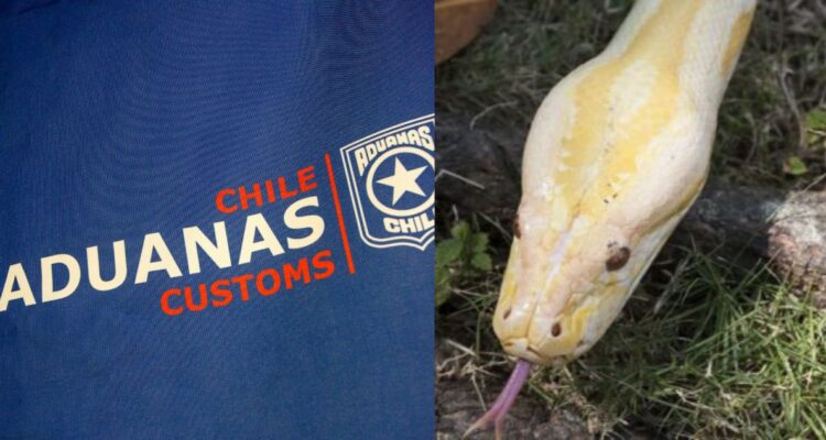 Aduanas asume investigación por pitón desaparecida en Valparaíso: dueña no tendría permiso de tenencia