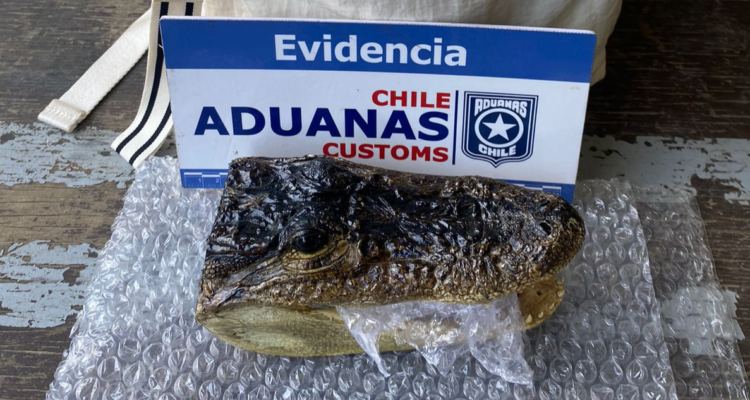Cabeza de caimán yacaré barnizada hallada en mochila de turista | Aduanas