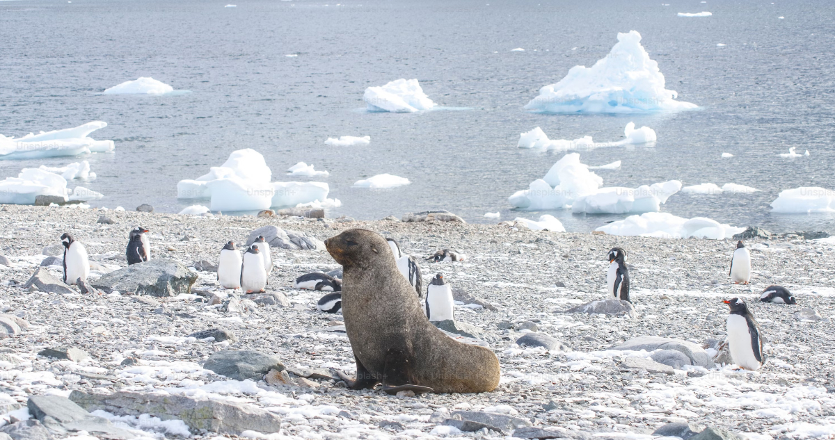 La Antártica registra nuevo mínimo histórico de hielo estacional por segundo año consecutivo