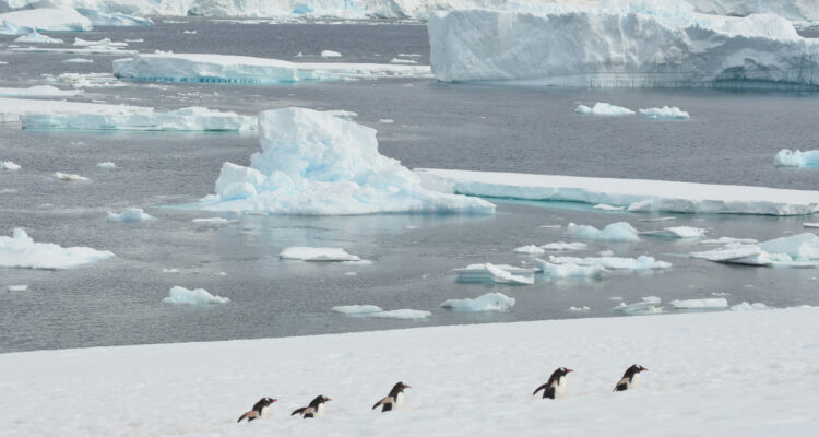 Pingüinos en la Antártica