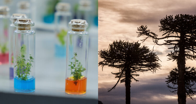 Hito científico en Chile: Secuencian genoma de la Araucaria araucana para evitar riesgo de extinción