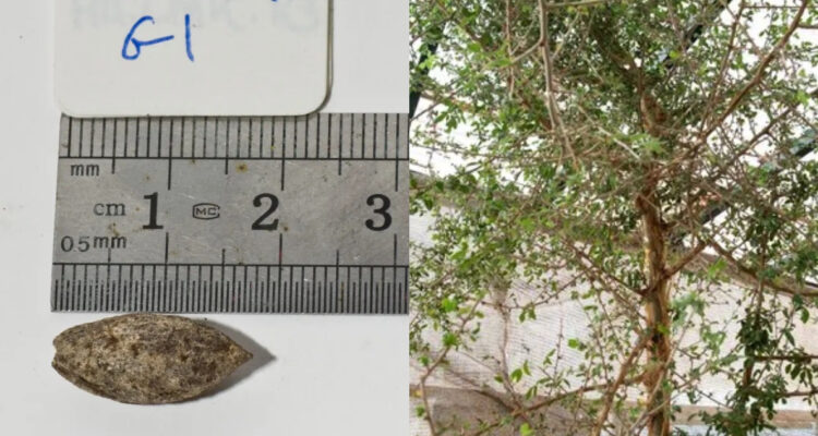 Foto de la semilla y del árbol que podría ser bíblico