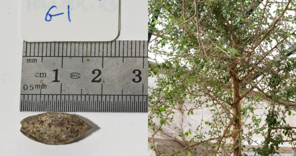 Foto de la semilla y del árbol que podría ser bíblico