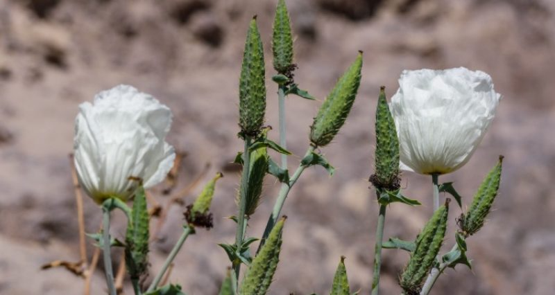 Argemone crassifolia