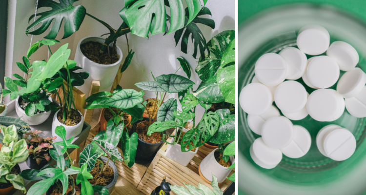 Así puedes utilizar tabletas de aspirina para revivir a tus plantas, cuidarlas y protegerlas de plagas