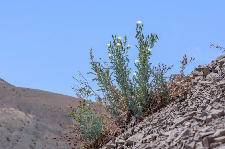 Argemone crassifolia - Cardo Santo