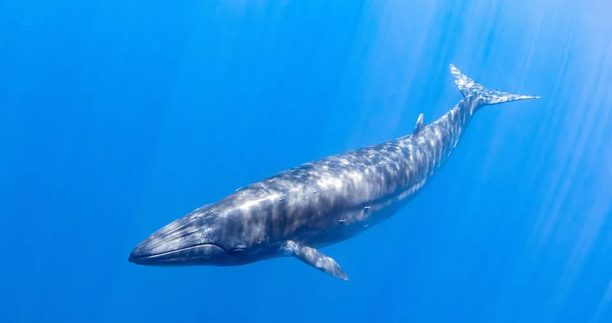 Ballena de Bryde