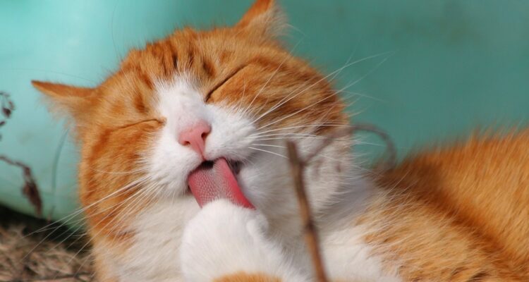 bolas de pelo en gatos