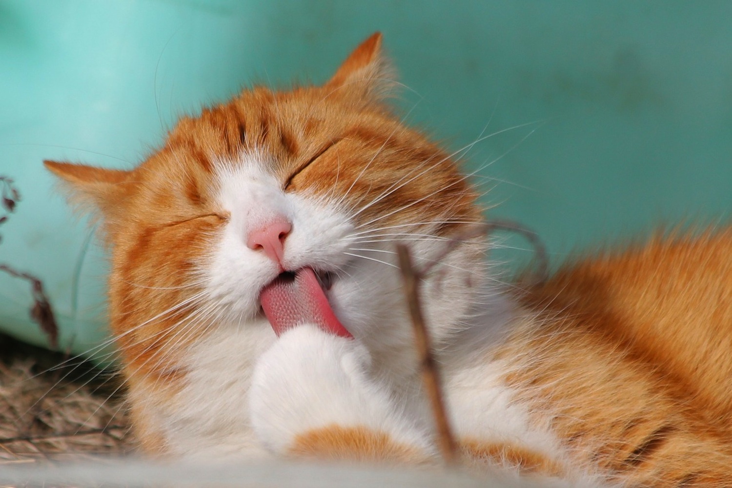 bolas de pelo en gatos