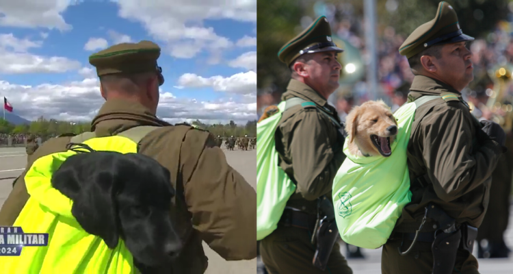 Desfile de Cachorros de Carabineros en Parada Militar