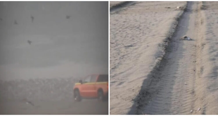 Camioneta atropella aves en playa Ritoque