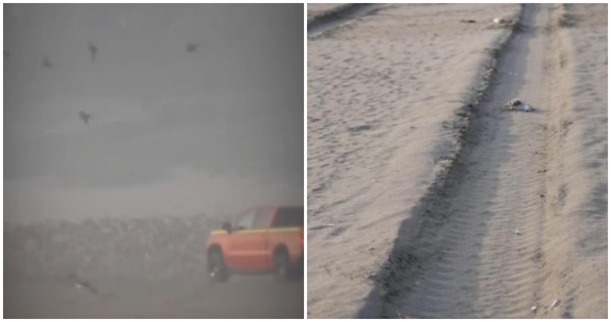 Camioneta atropella aves en playa Ritoque
