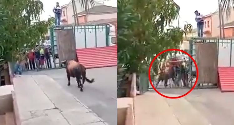 VIDEO | Un muerto y tres heridos tras ser atacados por toro en España: dos están graves