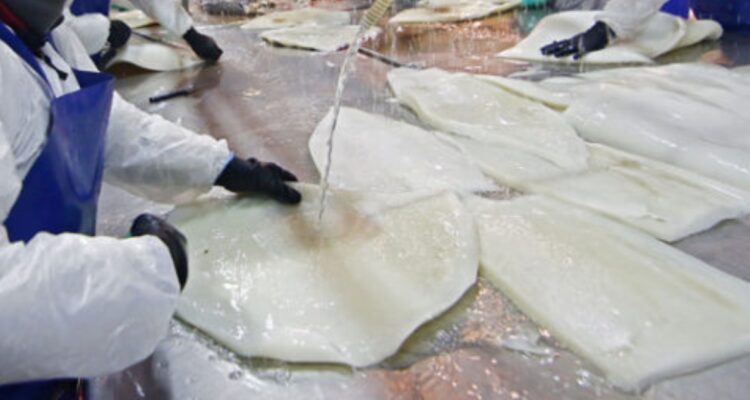 Captura de jibia excluida de plan de fortalecimiento industrial del Bío Bío