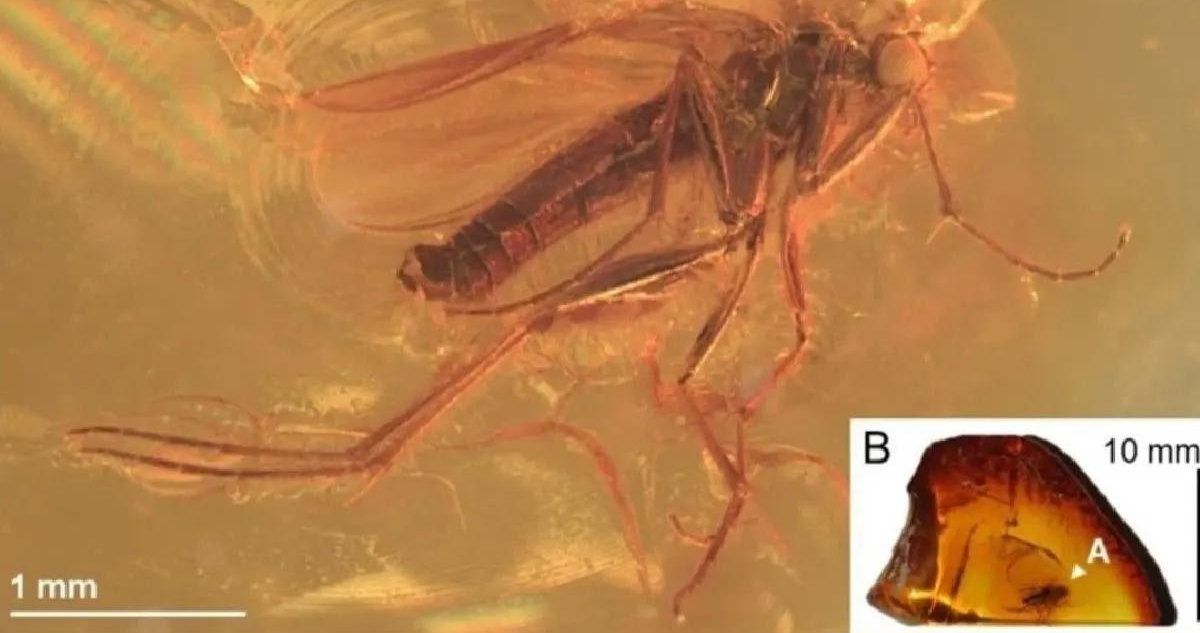 Científicos descubren una especie de mosquito depredador de hace 40 millones de años en Dinamarca.