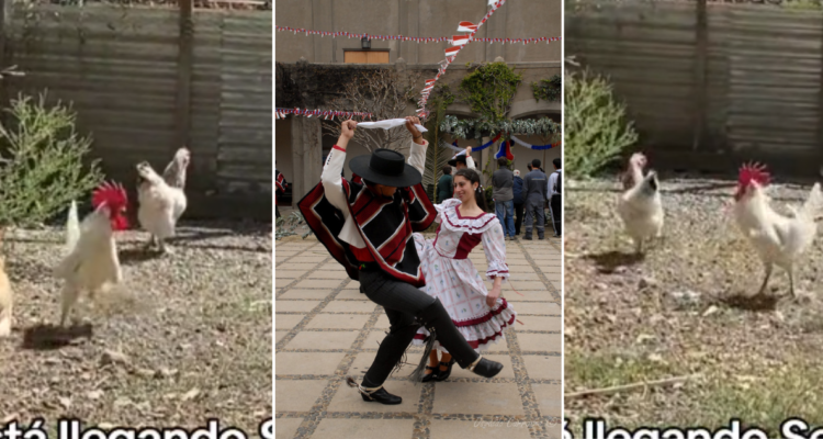 La cueca y su relación con el gallo