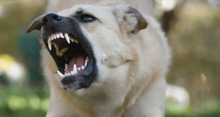 28 de septiembre, se conmemora en Chile y en el mundo, el Día Mundial contra la Rabia Animal enfermedad zoonótica de mascotas perros y gatos.