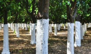 Por qué algunos troncos de árboles se pintan de blanco, para qué sirve el blanqueo, o encalado cuándo se hace y a qué tipo.