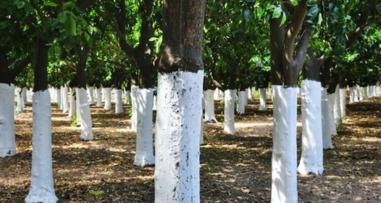 Por qué algunos troncos de árboles se pintan de blanco, para qué sirve el blanqueo, o encalado cuándo se hace y a qué tipo.