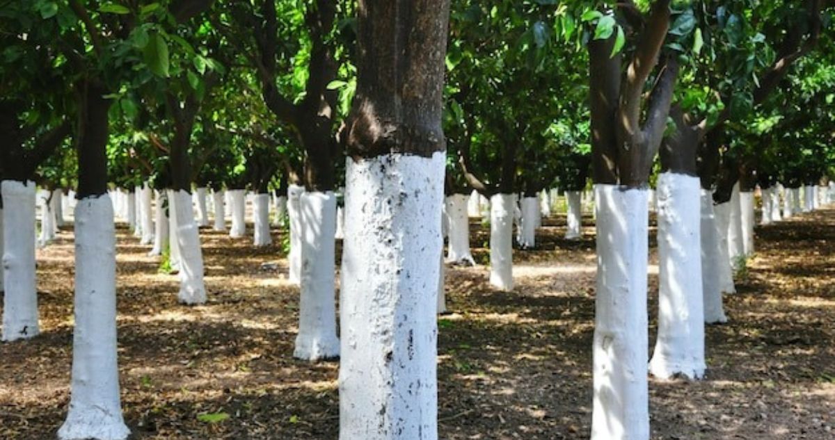 Por qué algunos troncos de árboles se pintan de blanco, para qué sirve el blanqueo, o encalado cuándo se hace y a qué tipo.