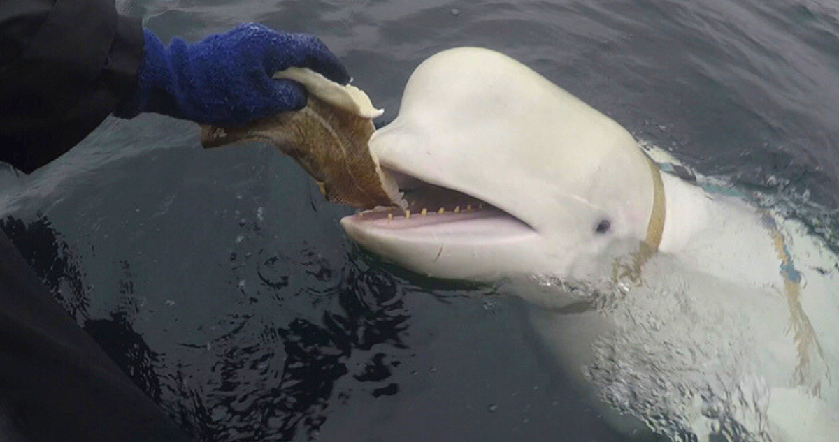 Encuentran muerta en Noruega a Hvaldimir, la ballena blanca que indicaron como “espía rusa”.