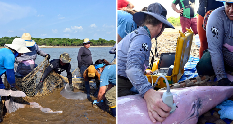 Exámenes y GPS: los esfuerzos por salvar al delfín rosado amazónico de una sequía letal en Brasil