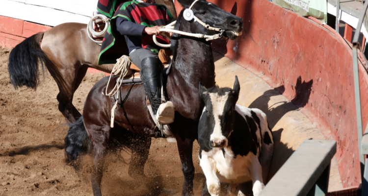 fast track del rechazo