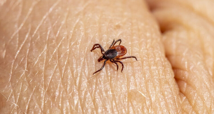 Detectan en China un virus desconocido que se transmite por garrapatas