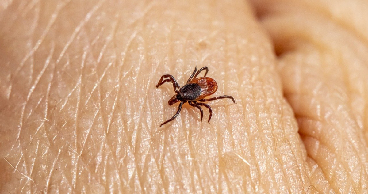 Detectan en China un virus desconocido que se transmite por garrapatas