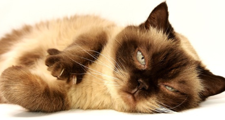 No, tu gato no está gordo: esta es la extraña bolsa que tiene en el vientre