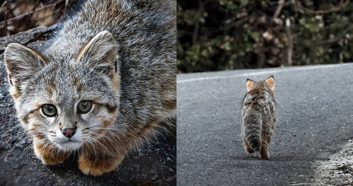 Gato colocolo