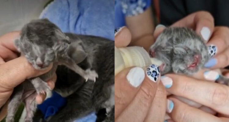 Fotos del gato con dos caras