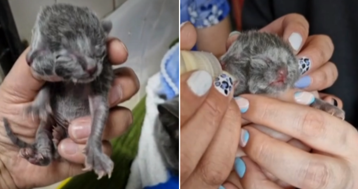 Muere gato de dos caras nacido en Chile