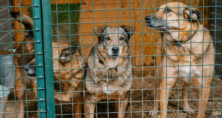 Gobierno de Corea del Sur invertirá millones de dólares para cerrar industrias de carne de perro.