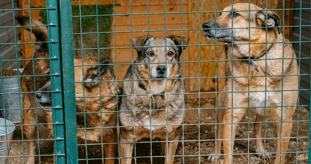 Gobierno de Corea del Sur invertirá millones de dólares para cerrar industrias de carne de perro.