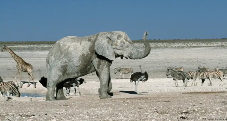 Gobierno de Namibia autorizó el sacrificio de animales salvajes protegidos producto de la sequía