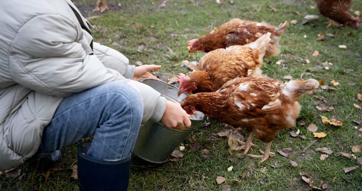 Imagen para ilustrar el primer caso humano de gripe aviar sin contagio animal
