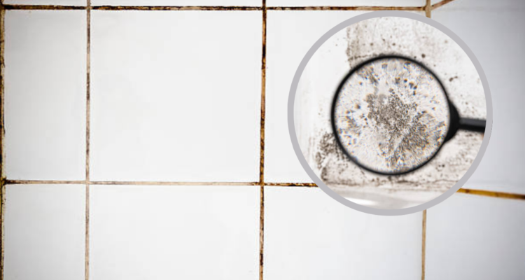 ¿Tienes hongos en el baño? Este simple truco casero te ayudará a eliminarlos