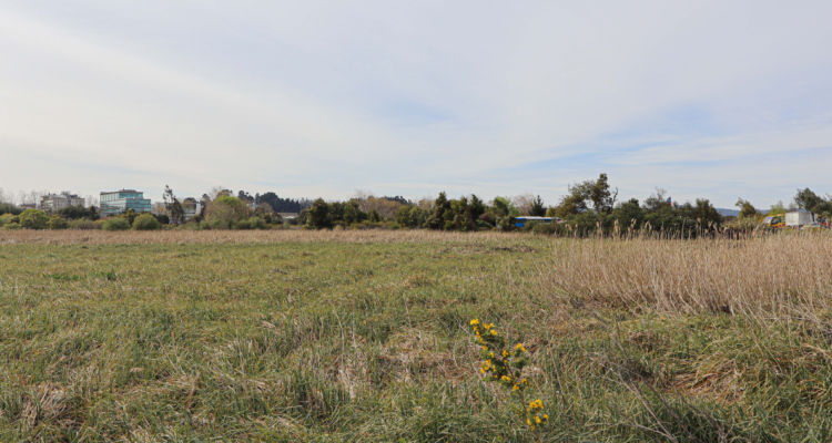 Imagen del Humedal Vasco da Gama tras ser declarado en calidad de urbano