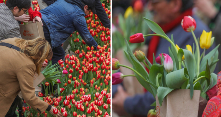 Día del Tulipán