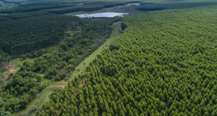 Millonaria inversión de empresa Arauco para construir planta en Brasil