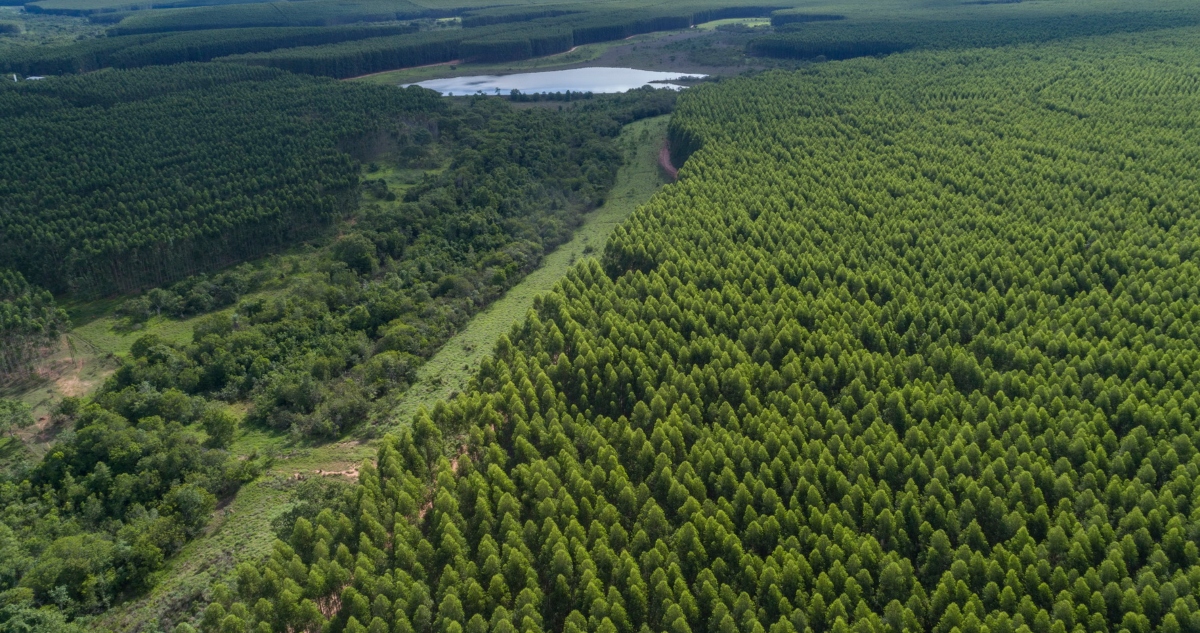 Millonaria inversión de empresa Arauco para construir planta en Brasil