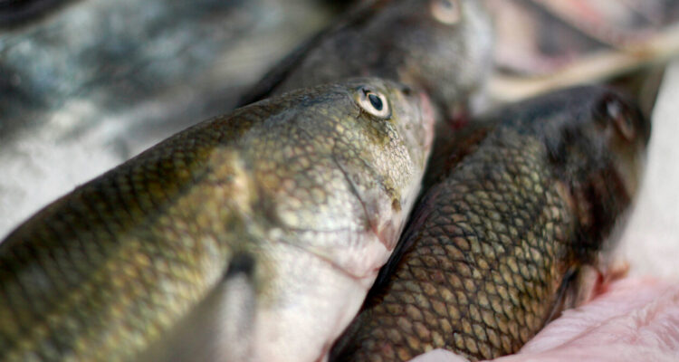 Sernapesca confirma fiscalizaciones para evitar pesca furtiva tras hallazgo en Lago Rupanco